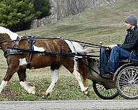 western-ridi-miniature-pony