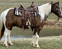 pinto-western-ridi-pony