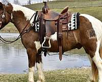 western-ridi-pony