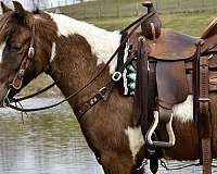 miniature-pony