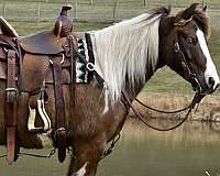 kid-safe-miniature-pony