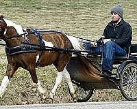 blue-miniature-pony