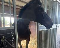 companion-jumper-thoroughbred-horse