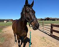 companion-jumper-horse
