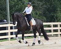 black-showmanshi-horse
