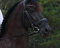 athletic-friesian-horse