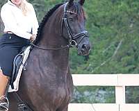 classical-friesian-horse