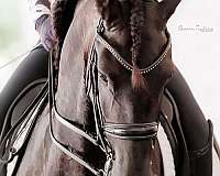 dressage-friesian-horse