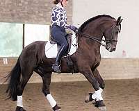 endurance-friesian-horse
