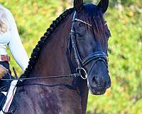 all-around-friesian-horse