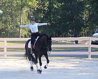 beginner-friesian-horse