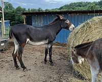 chocolate-gelding-for-sale