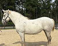 grey-mare-for-sale