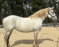 grey-percheron-mare
