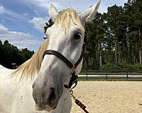 17-hand-percheron-mare