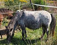 breeding-harness-appaloosa-horse