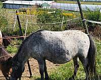 breeding-harness-mare