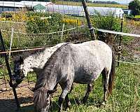 breeding-harness-horse