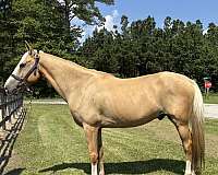 palomino-gelding-for-sale