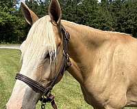 14-hand-quarter-horse-gelding