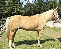 palomino-quarter-horse-gelding