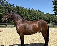 bay-gelding-for-sale