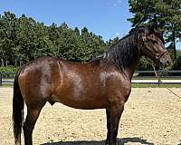 bay-draft-gelding