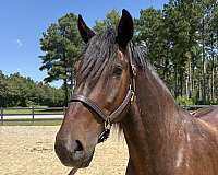 15-hand-draft-gelding