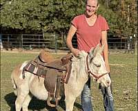 companion-flashy-mule