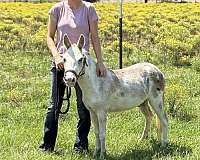 companion-flashy-gelding
