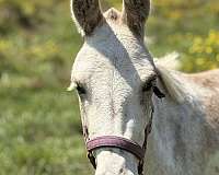 companion-flashy-horse
