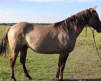 camping-stallion