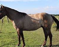 couple-stallion