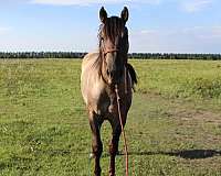 disposition-stallion