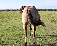 feet-stallion
