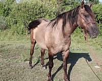 grass-stallion