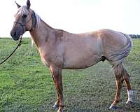dunalino-star-strip-horse