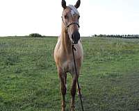 dunalino-no-other-markings-horse