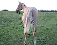 can-travel-quarter-horse