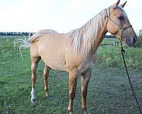 couple-colt