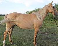 dunalino-right-hind-sock-horse