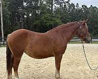 sorrel-draft-haflinger-mare