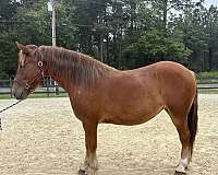 ridden-english-draft-haflinger-horse