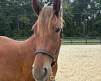 sorrel-draft-haflinger-for-sale