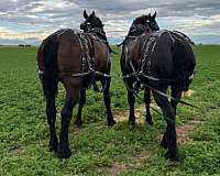 athletic-percheron-horse