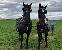 draft-percheron-horse