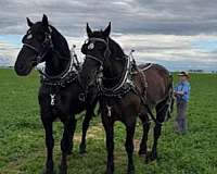 all-around-percheron-horse