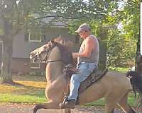 standardbred-singlefooter-horse