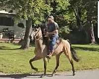 standardbred-singlefooter-racking-horse