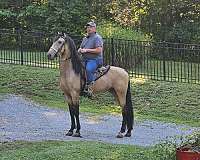 standardbred-singlefooter-gelding
